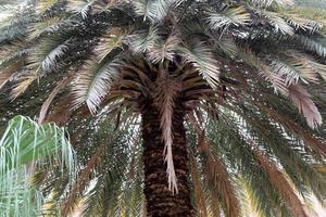 Date palm in a city park in Israel. photo