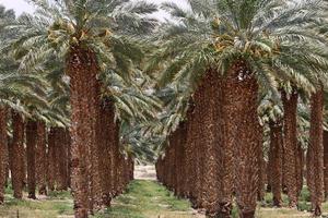 palmera datilera en un parque de la ciudad en israel. foto