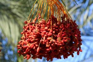 Date palm in a city park in Israel. photo