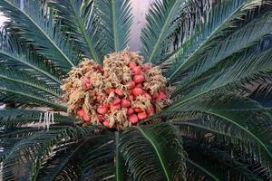 Date palm in a city park in Israel. photo