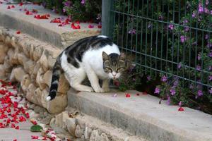 The domestic cat is a mammal of the cat family of the carnivora order. photo