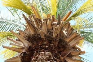 Date palm in a city park in Israel. photo