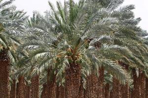 palmera datilera en un parque de la ciudad en israel. foto