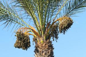 palmera datilera en un parque de la ciudad en israel. foto