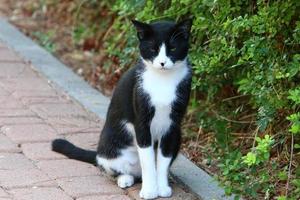 el gato doméstico es un mamífero de la familia de los felinos del orden carnivora. foto