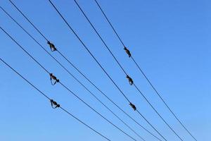 Wires on a pole carrying high voltage electric current. photo