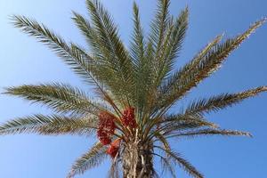 palmera datilera en un parque de la ciudad en israel. foto