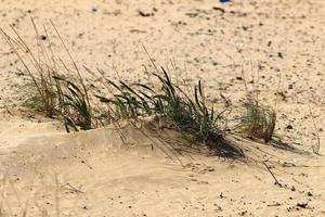 Green plants and flowers grow on the sand on the Mediterranean coast. photo