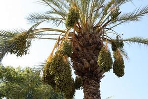 Date palm in a city park in Israel. photo