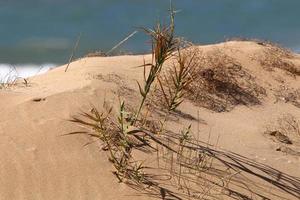 Green plants and flowers grow on the sand on the Mediterranean coast. photo