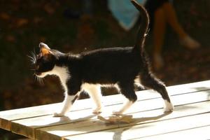 el gato doméstico es un mamífero de la familia de los felinos del orden carnivora. foto