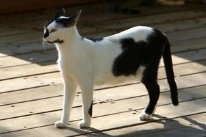 The domestic cat is a mammal of the cat family of the carnivora order. photo