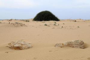 Green plants and flowers grow on the sand on the Mediterranean coast. photo