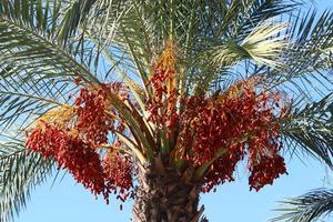 palmera datilera en un parque de la ciudad en israel. foto