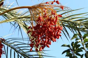 Date palm in a city park in Israel. photo