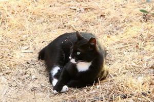 el gato doméstico es un mamífero de la familia de los felinos del orden carnivora. foto