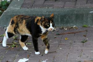 The domestic cat is a mammal of the cat family of the carnivora order. photo