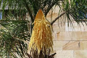 Date palm in a city park in Israel. photo