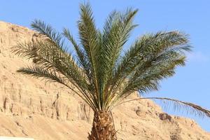 Date palm in a city park in Israel. photo