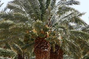 palmera datilera en un parque de la ciudad en israel. foto