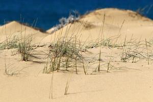 Green plants and flowers grow on the sand on the Mediterranean coast. photo