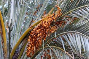 Date palm in a city park in Israel. photo
