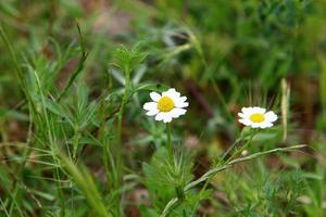 Daisies bloom in a forest glade. photo