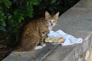 el gato doméstico es un mamífero de la familia de los felinos del orden carnivora. foto