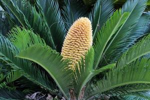 Date palm in a city park in Israel. photo