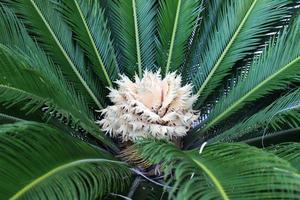 Date palm in a city park in Israel. photo