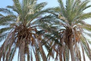 palmera datilera en un parque de la ciudad en israel. foto