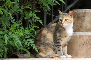 The domestic cat is a mammal of the cat family of the carnivora order. photo