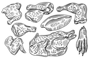Chicken cuts, hen parts. Domestic bird meat set. Engraving sketch style. parts of carcass vector