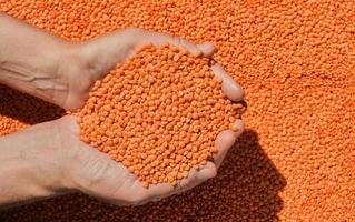 Red lentils in the hands of a woman, nutritious vegetable protein, top view, harvesting. Idea for a banner or product advertisement, wallpaper for an article with a recipe or diet description photo