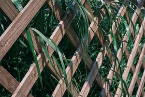 Wooden trellis overgrown with greenery, selective focus. Herbal foliage with green and white leaves, on garden trellis, background or screensaver for nature banner photo