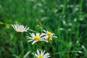 Blooming daisies in a clearing in the forest, green banner with copy space, close-up selective focus. Idea for a screensaver or wallpaper for advertising small business organic farming products photo
