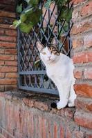 el gato está sentado en la valla, mirando al marco, las calles de la ciudad vieja, animales en el entorno urbano. cuidado de los animales, ecosistemas de la ciudad, la idea de convivencia en el ecosistema de la ciudad foto