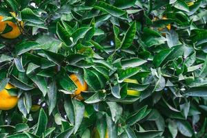 Background of orange tree leaves, orange produce among the foliage, seasonal citrus harvest. Selective focus on leaves, idea for wallpaper photo