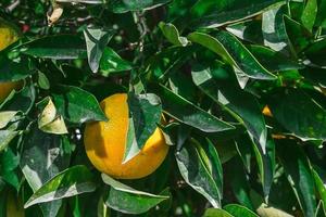naranja entre las hojas de una rama de árbol, cosecha de cítricos, enfoque selectivo en la naranja, idea para un fondo o telón de fondo para publicidad foto