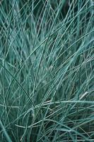 Blurred natural background. Turquoise garden grass vertical, selective focus, grass foliage with green leaves, natural backdrop or splash screen for nature banner photo