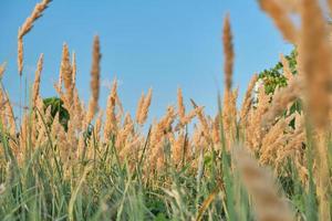 Selective soft focus of dry grass in the forest, stems of reeds fluttering in the wind in the golden light of a sunset, blurred autumn background. Nature, summer, grass concept photo