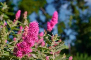 Shrub blooming with red fluffy flowers close-up, neutral background idea, popular shrubs for garden decoration. Background idea with free space photo