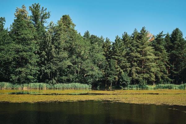 Forest lake overgrown with lilies, midsummer flowering nature. Clear blue sky, natural background. Idea of horizontal frame for wallpaper or banner about forest ecosystem