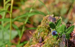 Blueberries close up, natural background with copy space, midsummer, picking wild berries in northern forest, Scandinavia. Idea for wallpaper or news about forest ecosystem photo