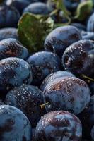 Vertical background of fresh organic plums in water drops, close-up. Selective focus, shallow depth of field. Beautiful ripe fruit prunes, fruit harvesting in autumn, eco-products from the farm. photo