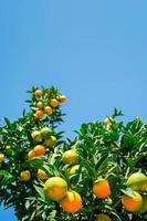 Orange tree with fresh ripe fruits against a bright blue sky, harvesting citrus fruits.Selective focus, vertical frame with space, idea for a background photo