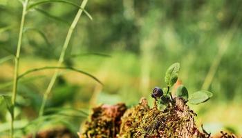 Red ants run on an old stump, a blueberry bush against the backdrop of a forest. Green forest background with free space copy. The idea of the ecosystem of nature, care for the well-being of ecology photo