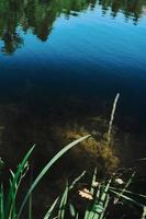 Forest lake at noon, algae in the depths of the lake, natural background. Top view, forest ecosystem vertical frame idea for wallpaper or banner photo