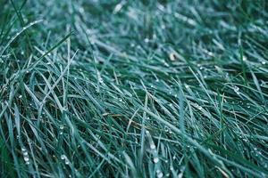 Garden grass in water drops, selective focus blurred grass foliage background with turquoise leaves, natural background or screensaver for nature banner photo