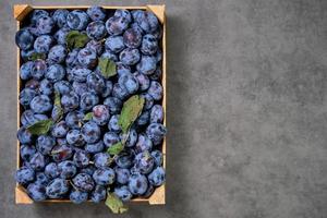 Basket of fresh ripe plums on gray background with copy space. Selective focus, shallow depth of field.Harvesting prunes in autumn, laying out on the table, harvesting photo